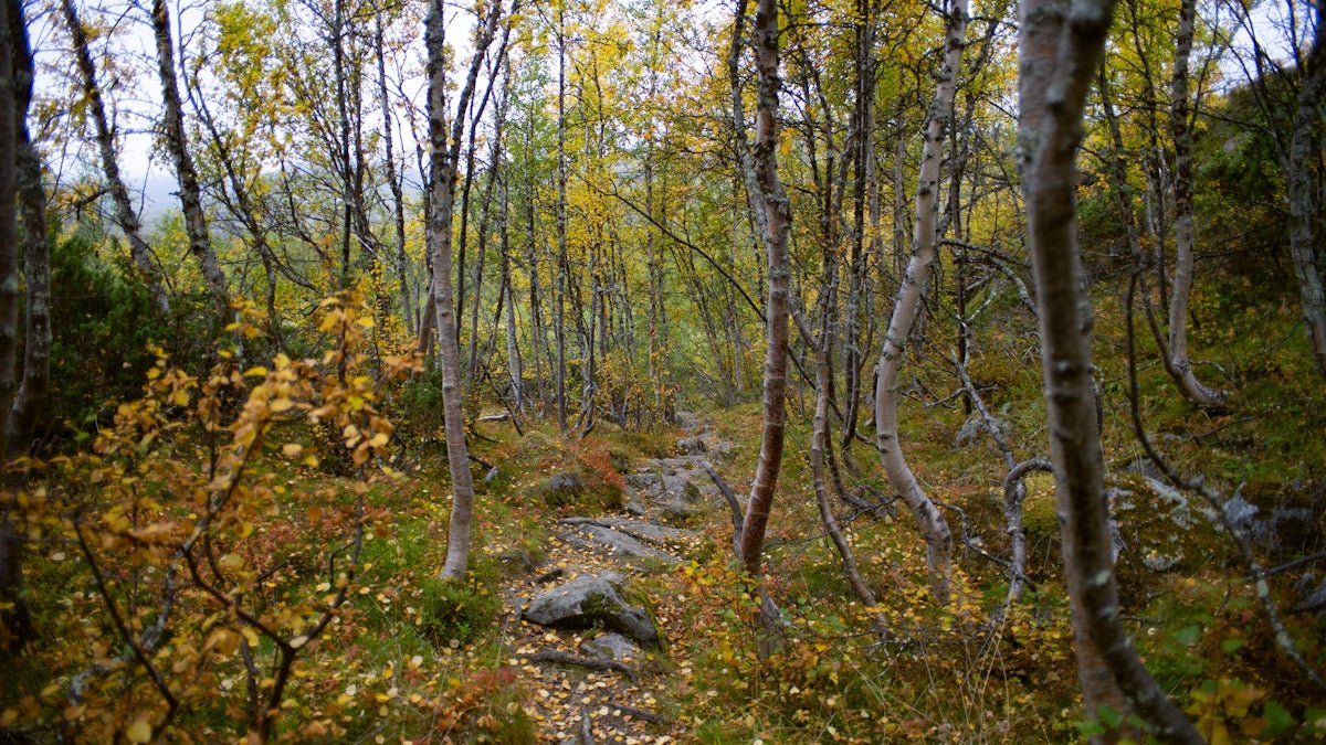 Torsten: Embodying the Thunder God’s Triumphant Nordic Influence - Oli Prik Copenhagen